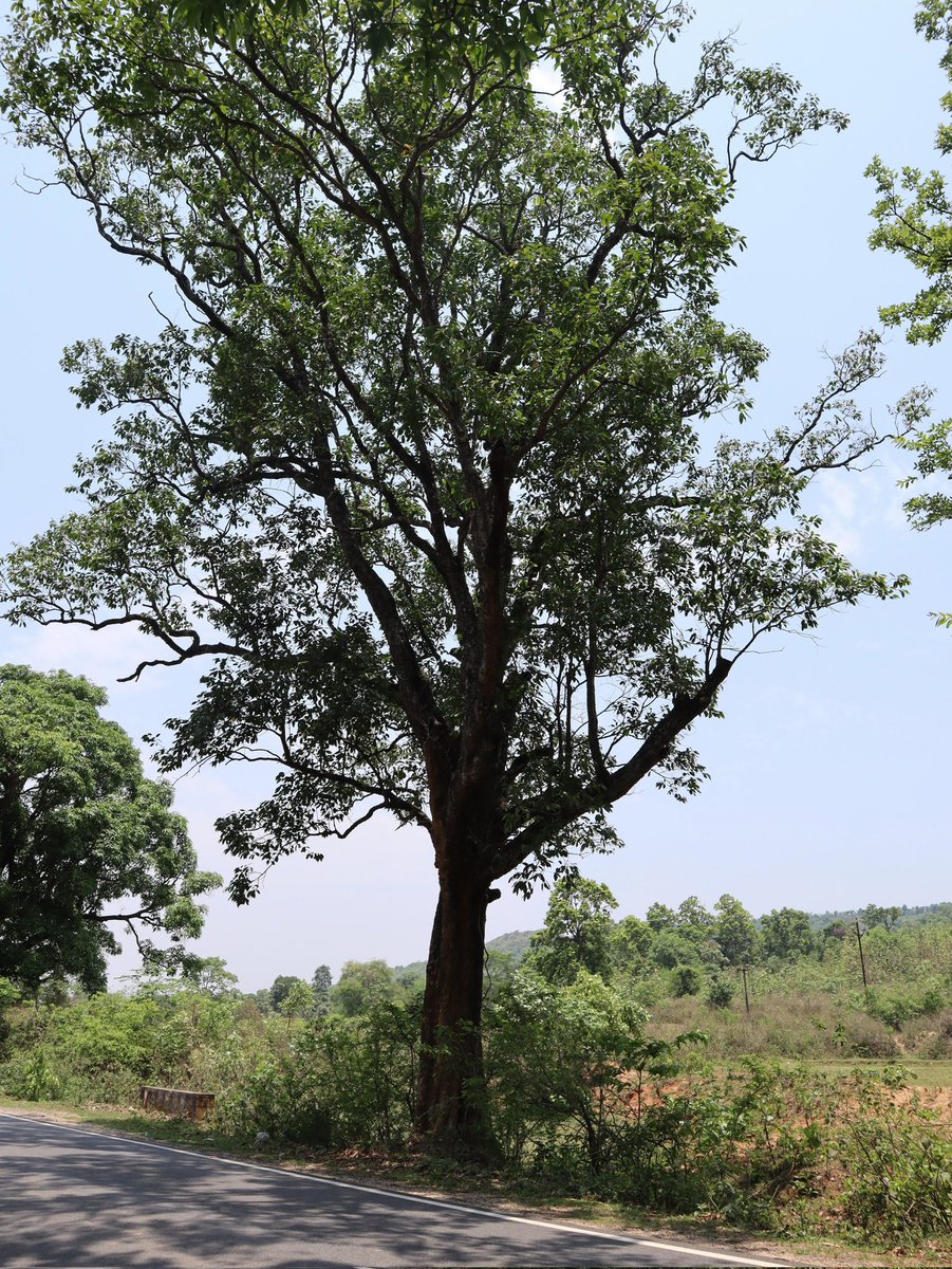 Sakhi 'Friend ' tweet media