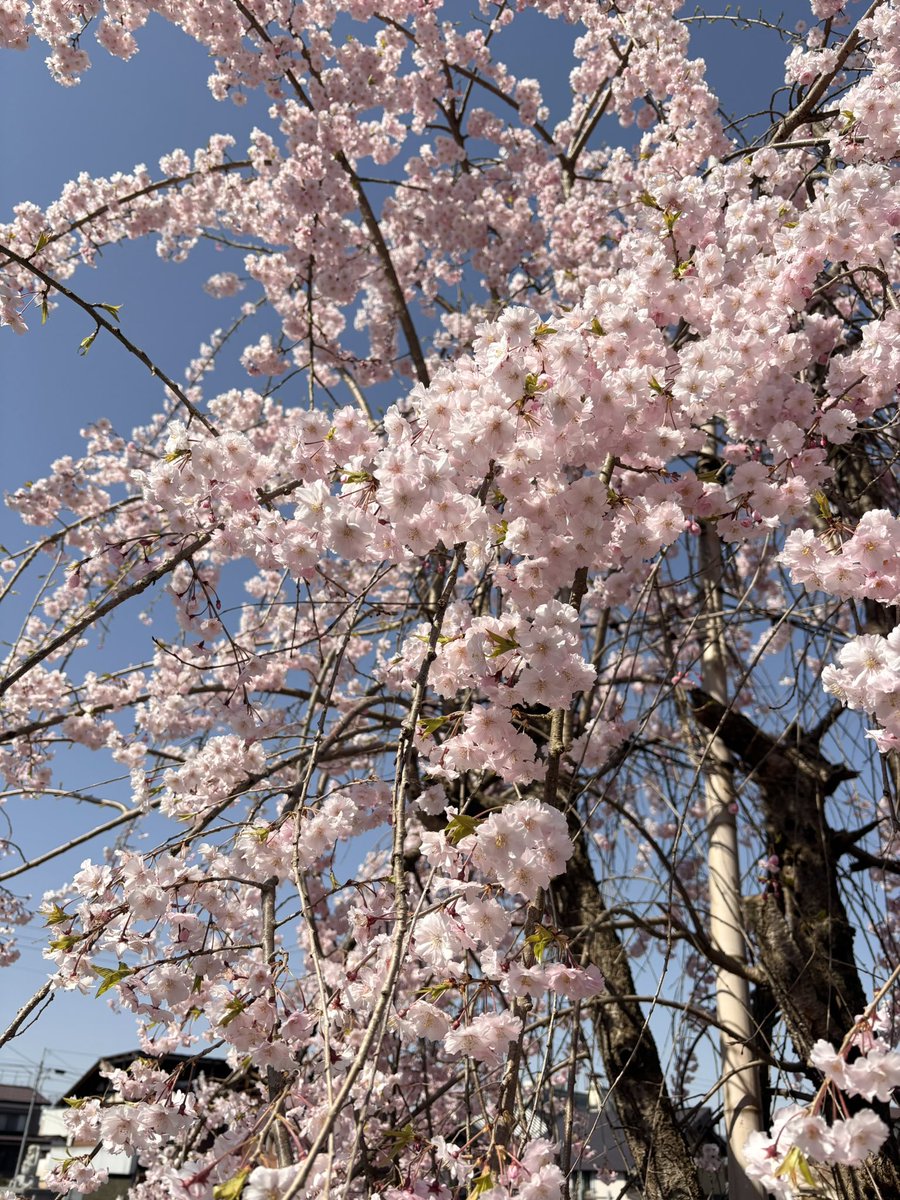 ウォーキングついでに👟🌸
智泉寺さんの八重の枝垂れ桜、葉も混じっていますが青空に映えて綺麗✨
