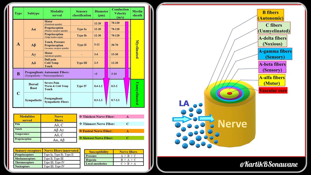 KartikBSonawane's tweet image. 🧠 𝐒𝐦𝐚𝐫𝐭 𝐑𝐀 - 𝐂𝐡𝐨𝐨𝐬𝐢𝐧𝐠 𝐓𝐚𝐫𝐠𝐞𝐭𝐬 𝐖𝐢𝐬𝐞𝐥𝐲: 𝐀𝐧𝐚𝐥𝐠𝐞𝐬𝐢𝐚 𝐯𝐬 𝐏𝐫𝐨𝐩𝐫𝐢𝐨𝐜𝐞𝐩𝐭𝐢𝐨𝐧

#RegionalAnesthesia #HipReplacement #KneeArthroplasty #THR #TKA #PainManagement #UltrasoundGuided #NerveBlocks
#TipOfTheDay #MyRATips

𝐓𝐢𝐩 𝐨𝐟 𝐭𝐡𝐞