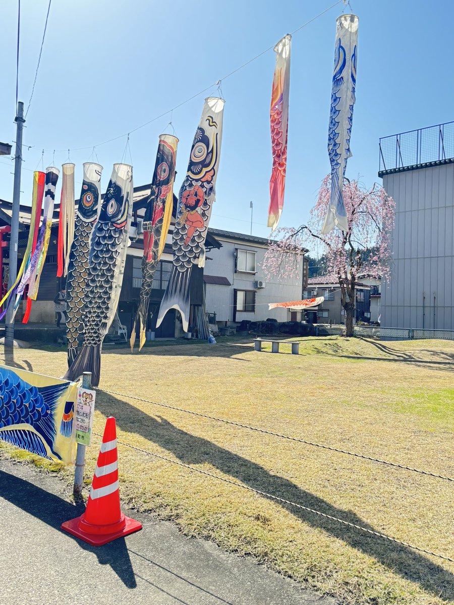 こちらは鹿渡さん裏の空き地にある枝垂れ桜
今年はなんと鯉のぼりが共演していました🎏🌸