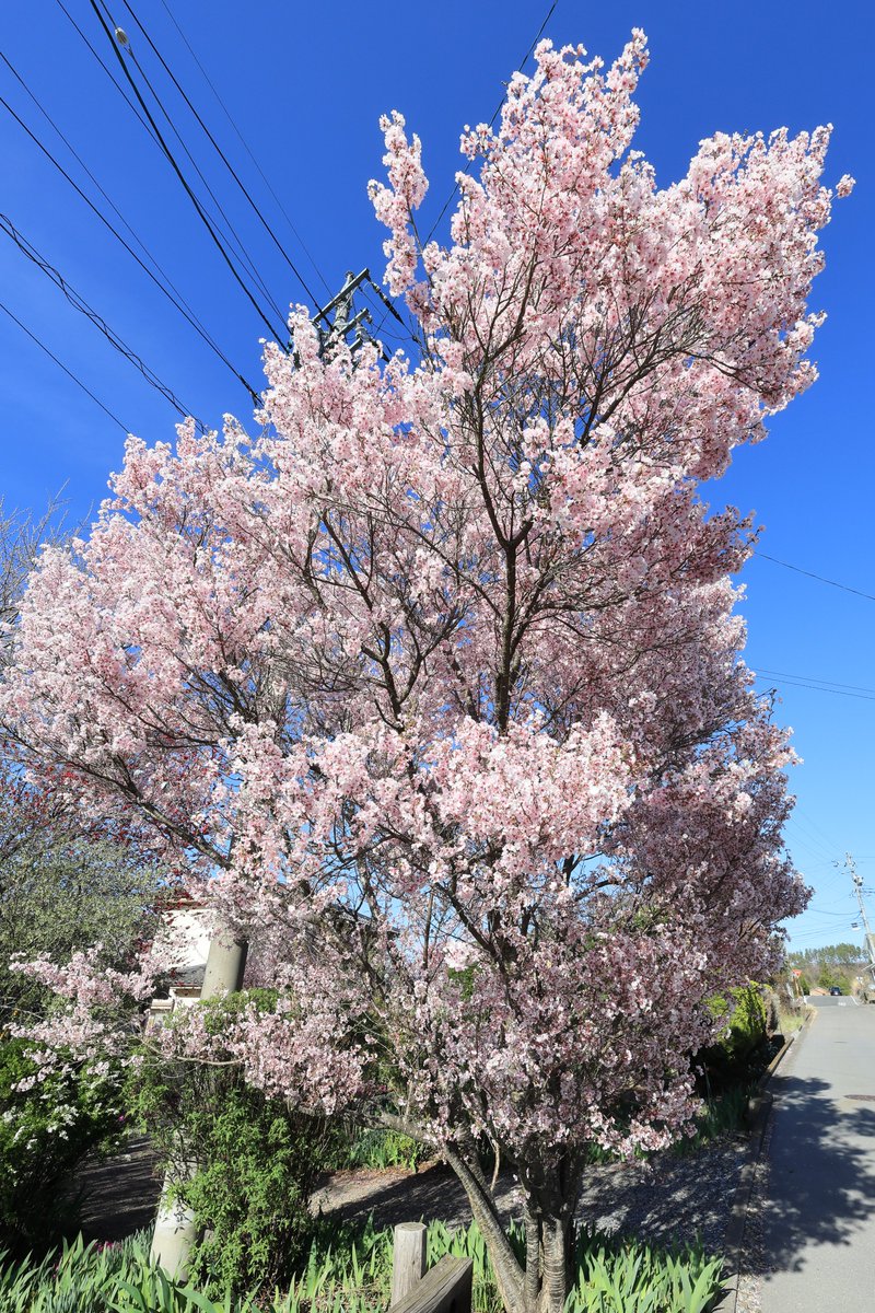 小松正晴 tweet media