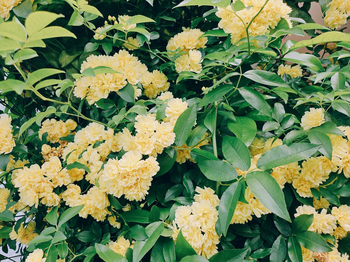 七十二候の一つずつに一般名詞を季語として割り当てたら全体を通してどんな感じに見えるか