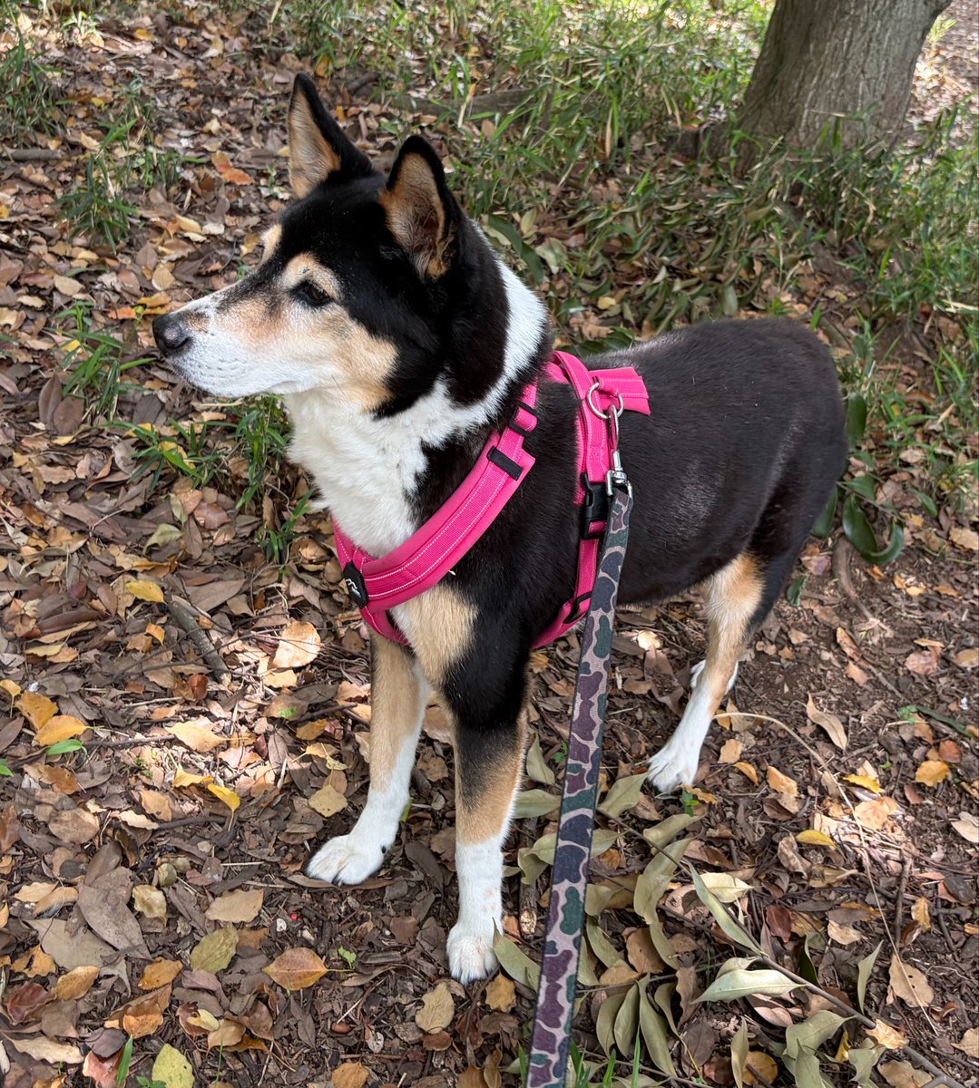 vegelovecat's tweet image. ミズさん昼散歩暑くてすぐバテて短め帰宅
涼しいベッドにいて欲しいから（あたしが横に居ないと立ち去ってしまう）キャベツだけ切らしてもらい豆腐丼 醤油昆布だしごま油米油ゴマ混ぜたタレで手抜きだがうまい
朝飯はかんいちさんにもらったマフィン うまうま
 #vegan #ヴィーガン #保護犬を家族に