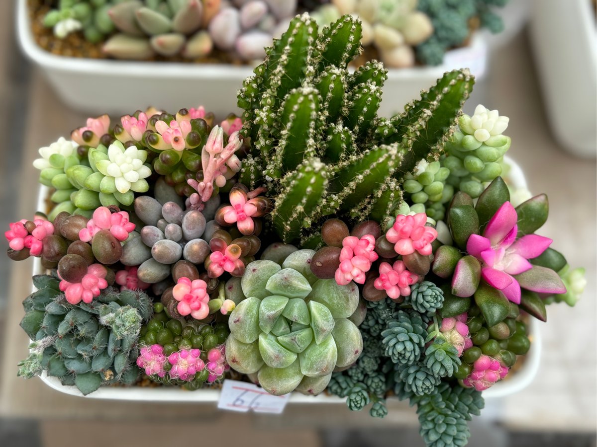 Стужук Влад tweet media