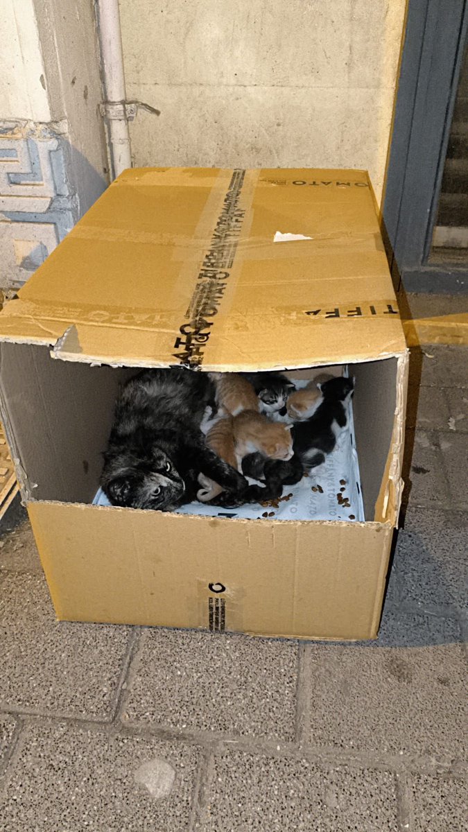 Masum Gözler tweet media