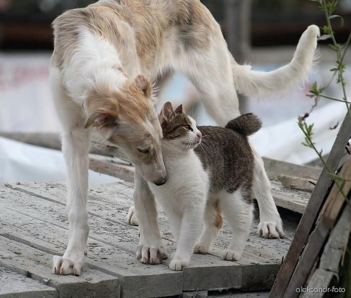 woof "pronouns" woofington tweet media