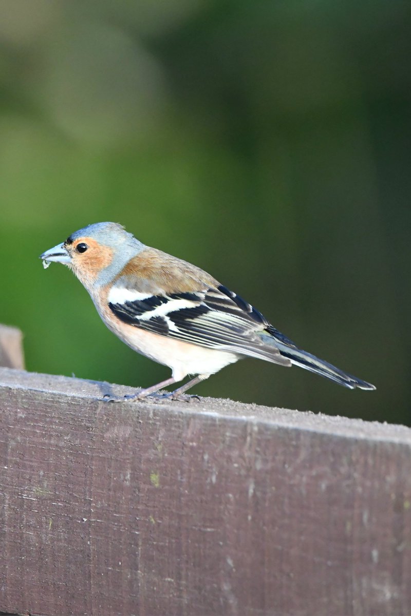 nealesmithworld's tweet image. Chaffinch 
Bude Cornwall 〓〓
#Bude #Cornwall 
#Chaffinch