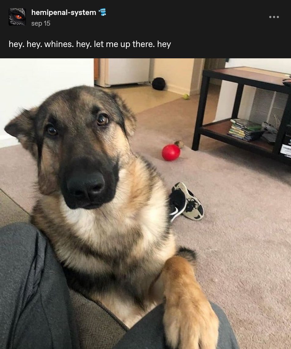 caninepoetry tweet media