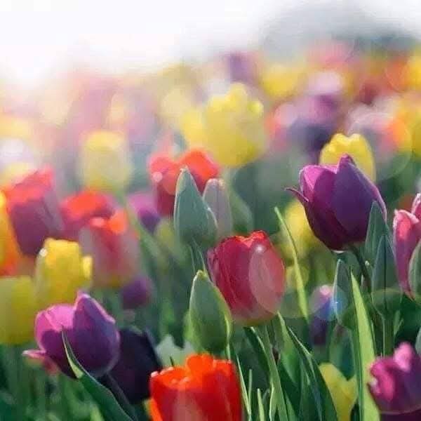 Remedios Ramos 🔻 🇵🇸 tweet media