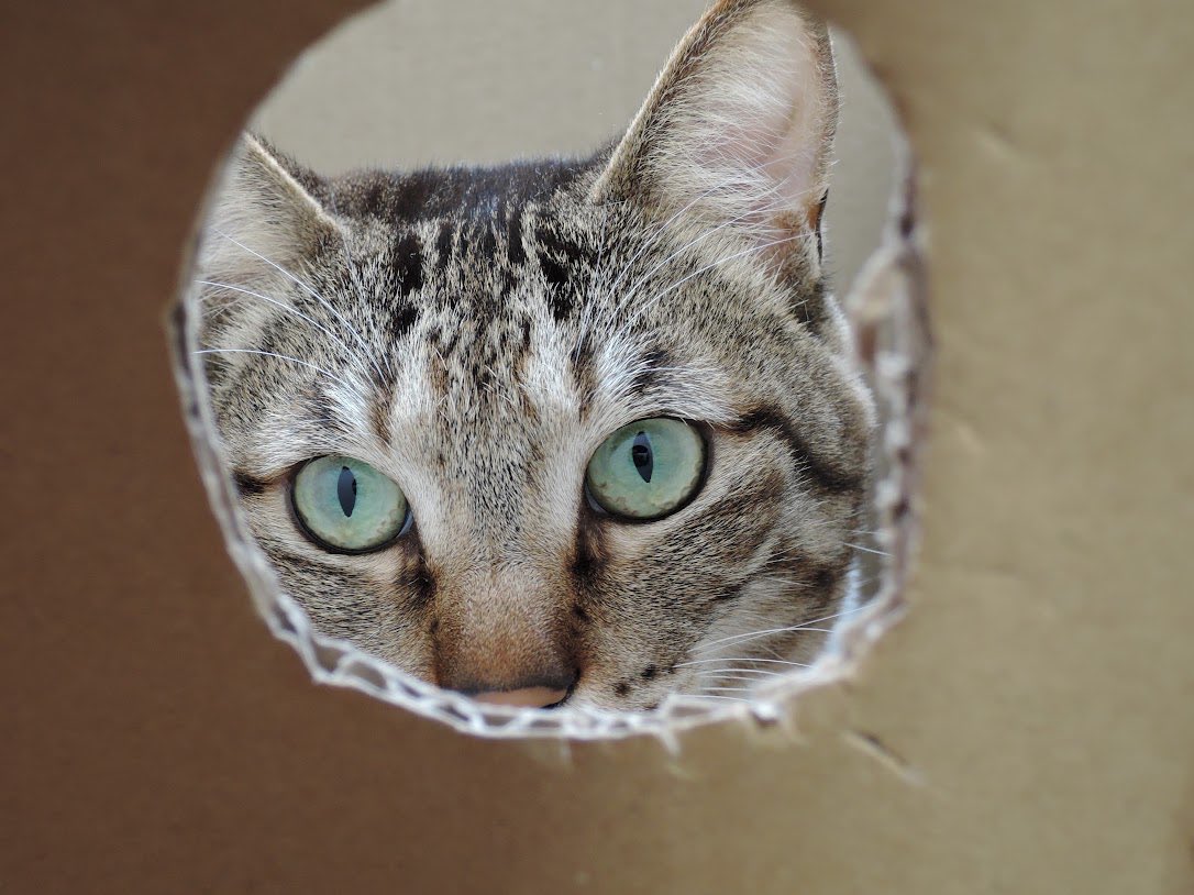 みどりのみどり tweet media