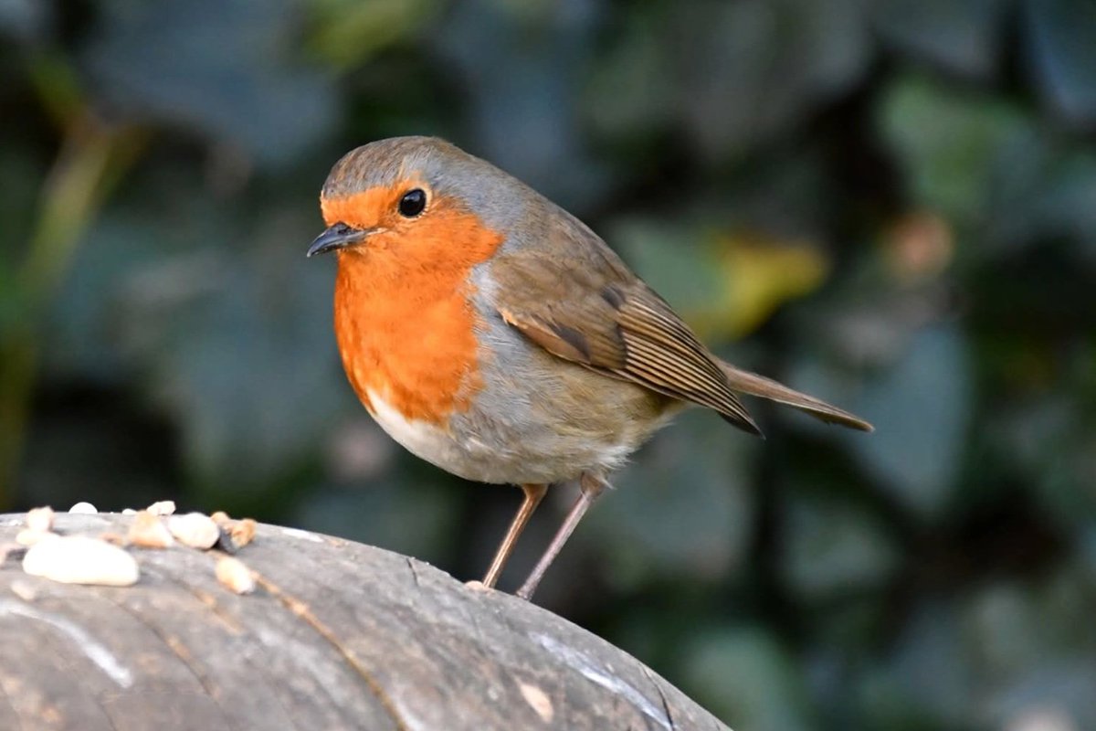 nealesmithworld's tweet image. Robin 
Bude Cornwall 〓〓
#Bude #Cornwall 
#Robin