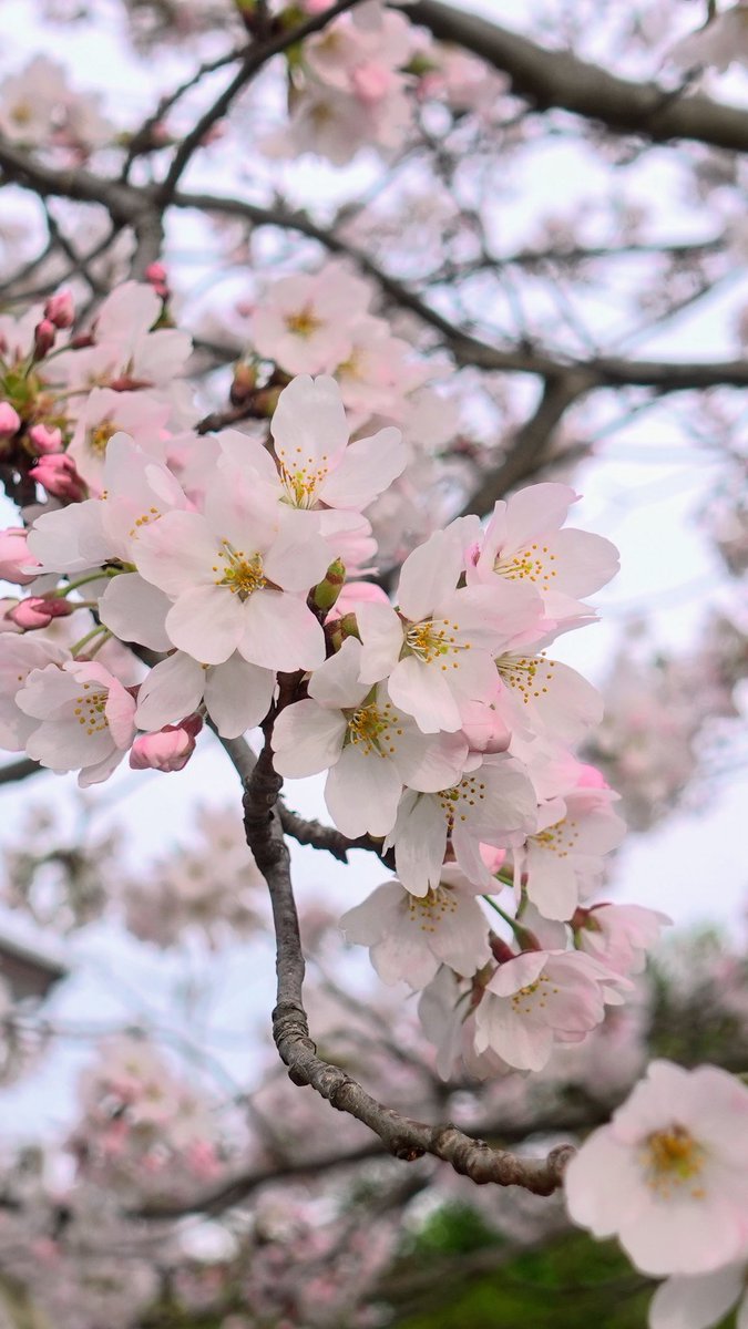 marco_kassi's tweet photo. 今年も桜を楽しめた
美味い団子も食べれたし
佳き佳き https://t.co/xPA4WNvdYa