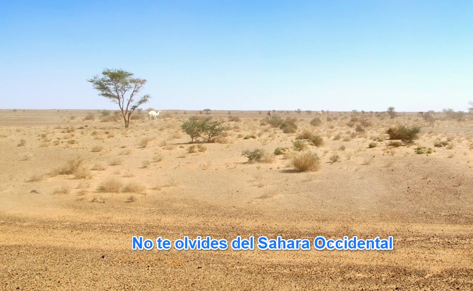 NO TE OLVIDES DEL SÁHARA OCCIDENTAL.
Ningún día. NUNCA 📷📷📷
Sigue la actualidad aquí:
📷 WhatsApp: whatsapp.com/channel/0029Va…
📷 Telegram: t.me/MUSAharaui
📷 Toda la información:
noteolvidesdelsaharaoccidental.org