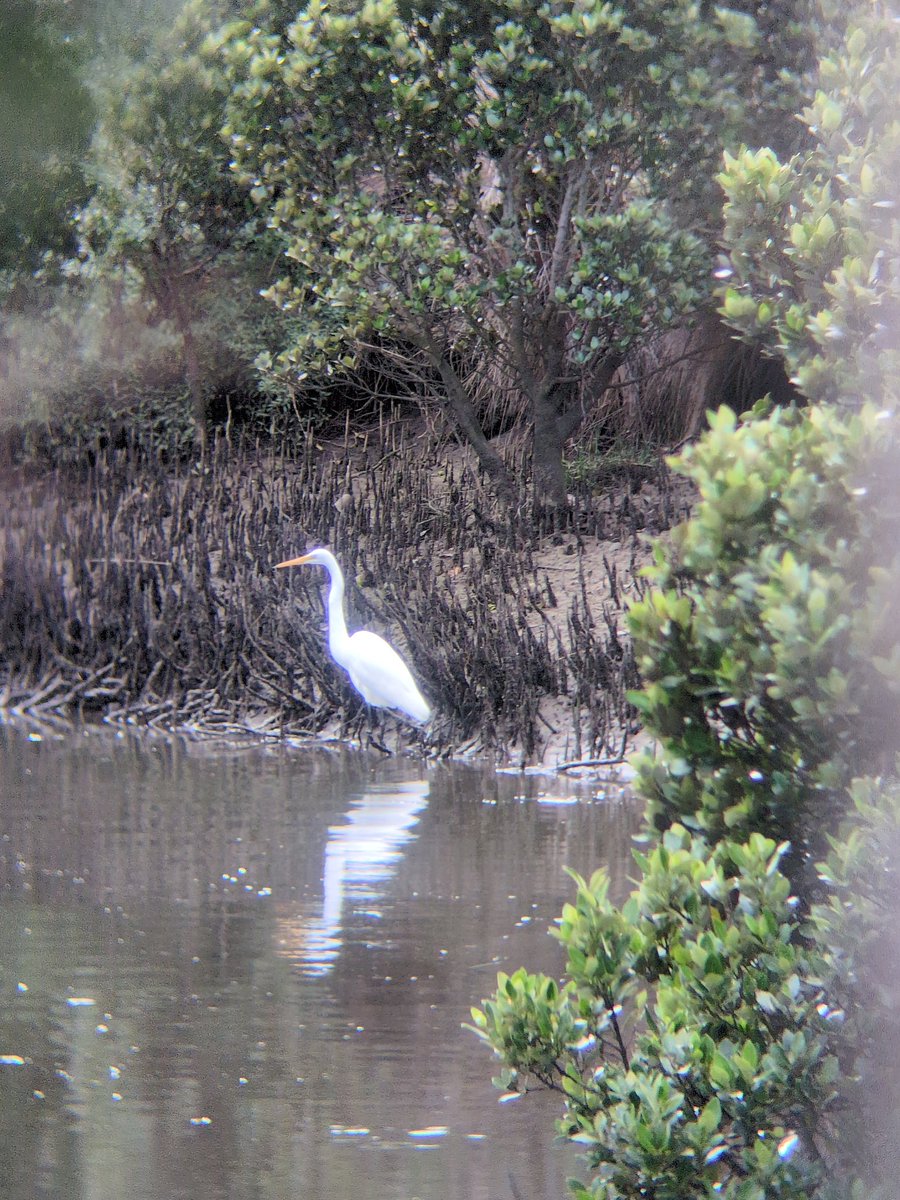The man, the birds 🐦