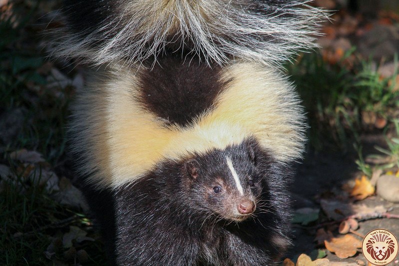 🦨Silver Ice Skunk (COMMS OPEN!!!) 🩵 tweet media