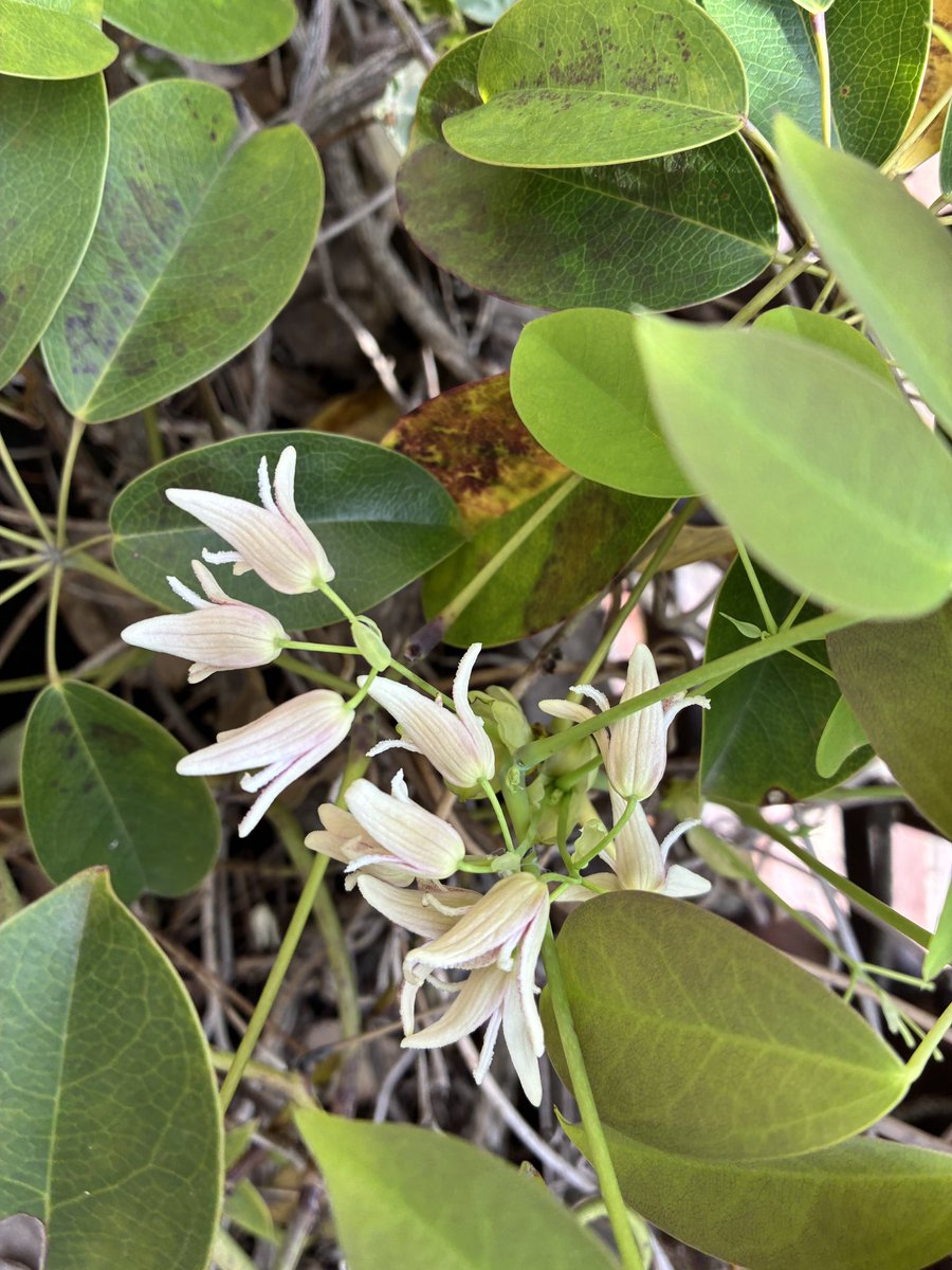 Bebe Suave Betty tweet media