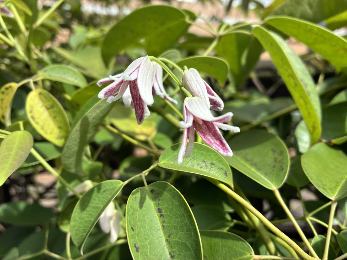 Bebe Suave Betty tweet media