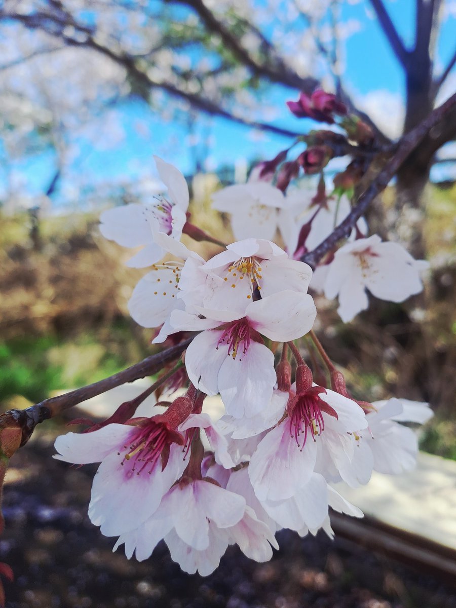 gml4908's tweet photo. 지금은 벛꽃들이 많이 떨어지고 잎사귀만 피어나지만 이젠 네년에야 볼수있는 귀하디 귀한 벛꽃이네요 
#남해 #창선 #벛꽃 #벛꽃이빌무렵 https://t.co/bWwrUEuqhl