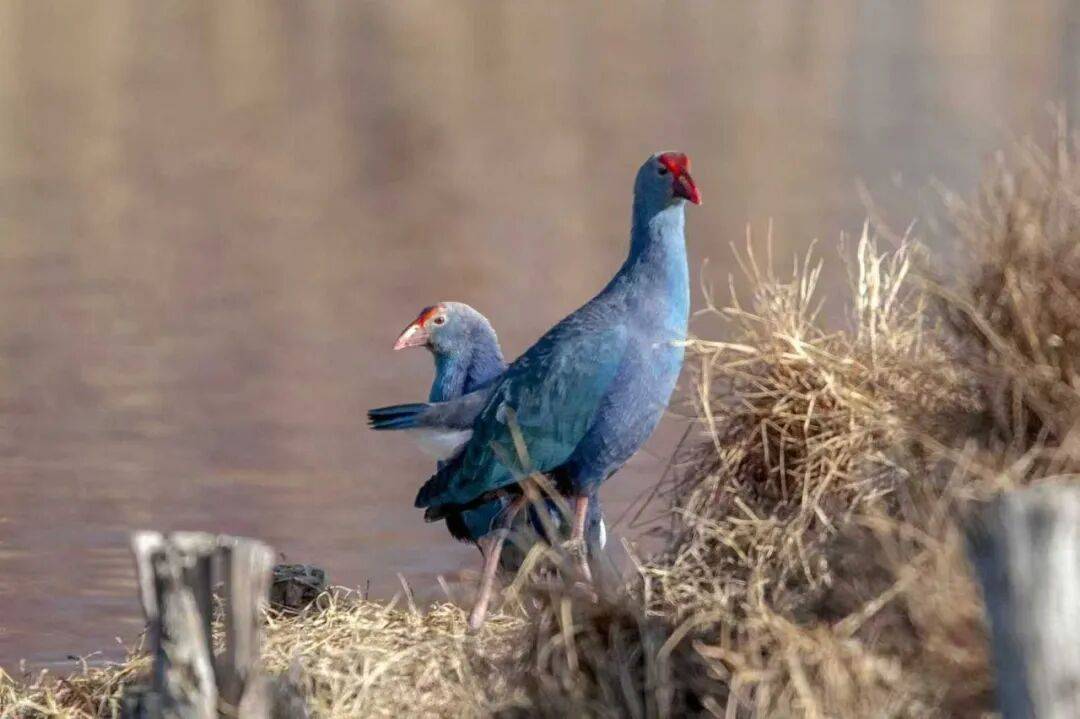 jp tania tweet media