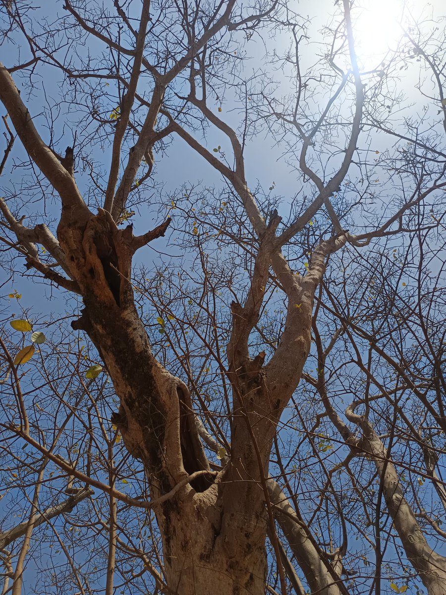 niileshraichura's tweet image. Happy Tuesday treepeople 🌿🌳🌿 

#trees #nature #treetime
#treeclub #treelove #treepeople