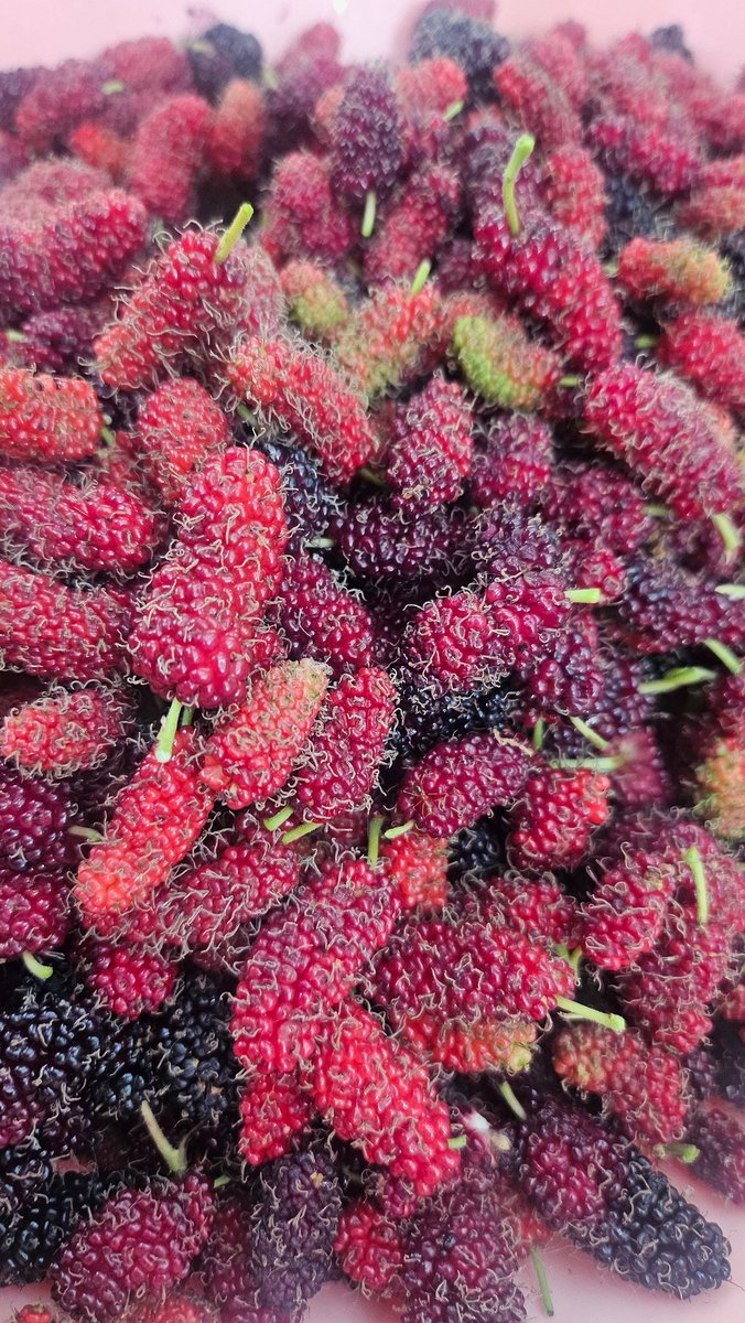 Bakurin The Swan | Concert : Eternal Requiem tweet media