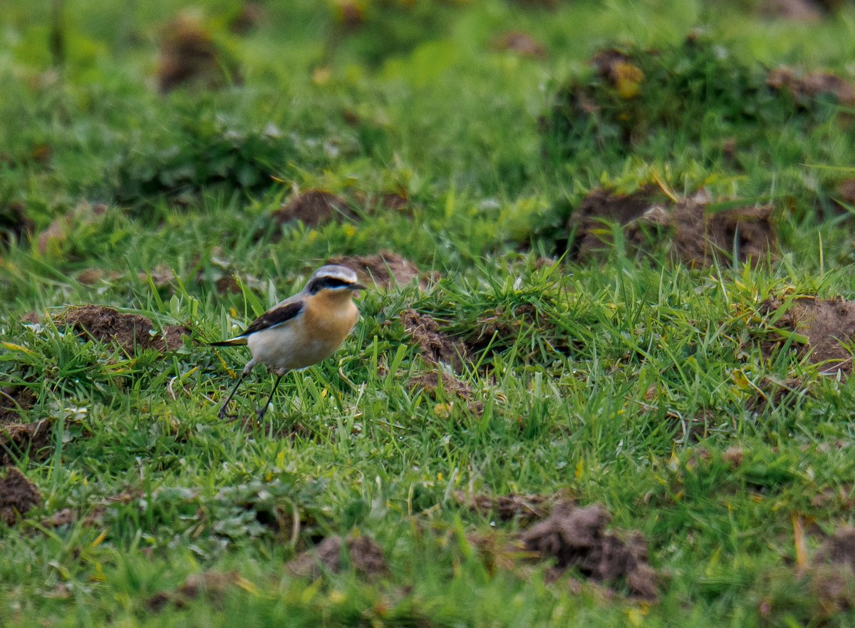 KFPhotographyuk's tweet image. Great to find #wheatear a first for me yesterday with the #ladybirders @WestMidBirdClub #twitternaturecommunity