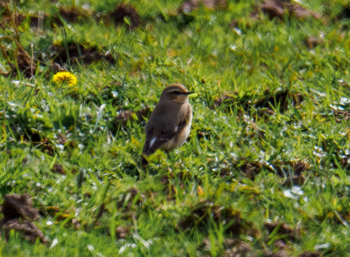 KFPhotographyuk's tweet image. Great to find #wheatear a first for me yesterday with the #ladybirders @WestMidBirdClub #twitternaturecommunity