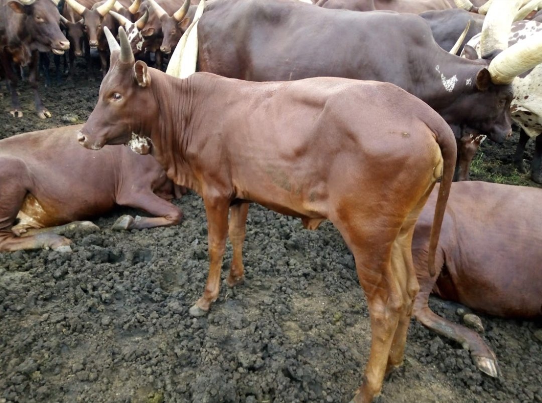 Nkangira Keneth 🇺🇬 tweet media