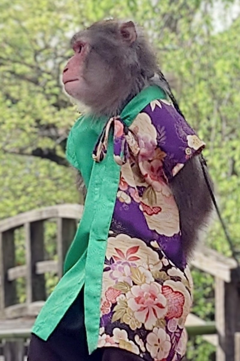 バッチリ…とは言えないけど、
タオくんチャージ🐒🔋出来ました🤗

今週から関東方面へ🥲
(もしかするとそのまま北海道)
また秋頃まで会えないのかなぁ🥲🥲

北野天満宮⛩️
　(2026.04.12)

#猿天下
#タオくん・駿トレーナー
#二助企画
#神戸モンキーズ
#猿まわし