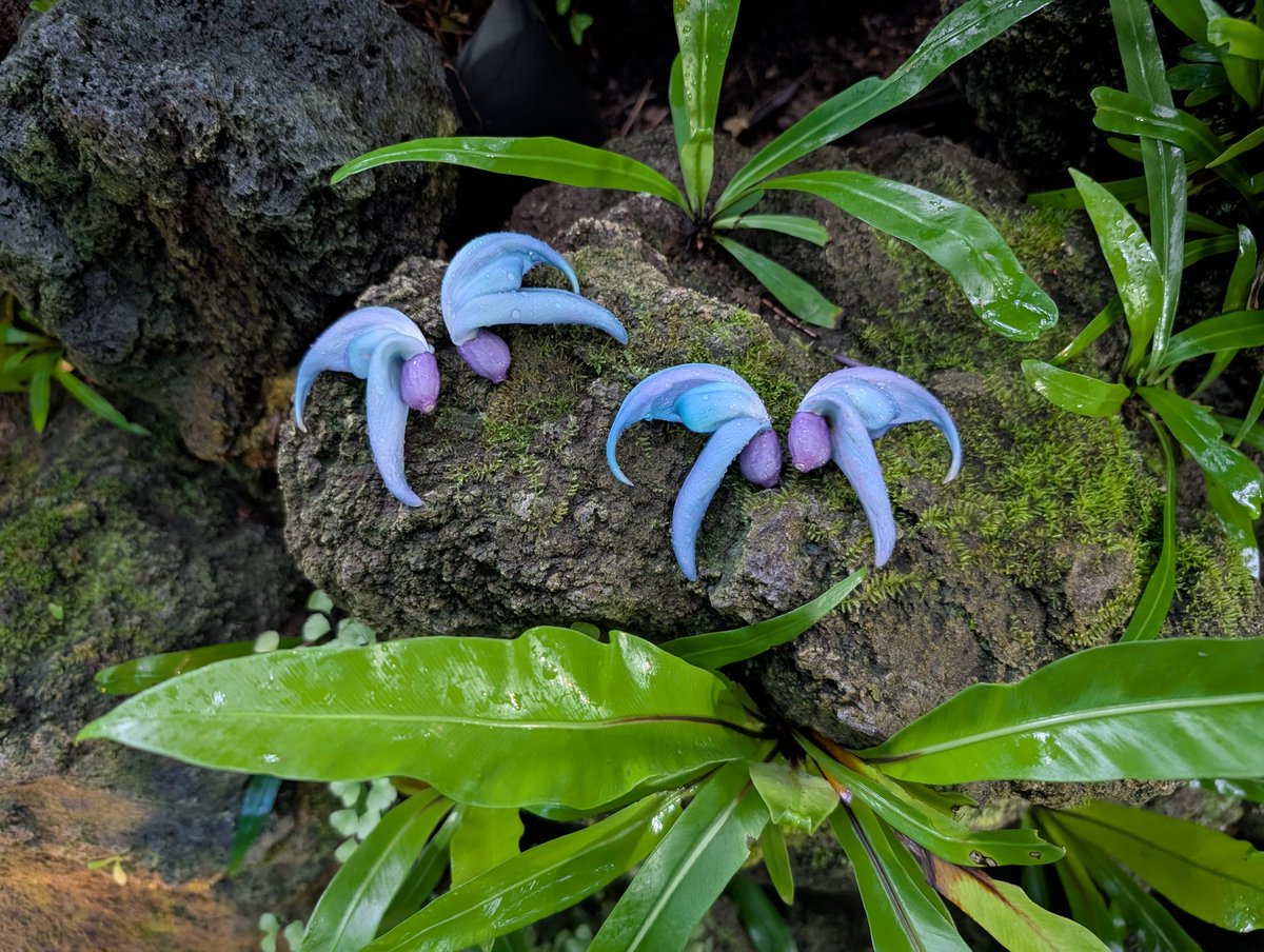 ゆざらし🦭 tweet media