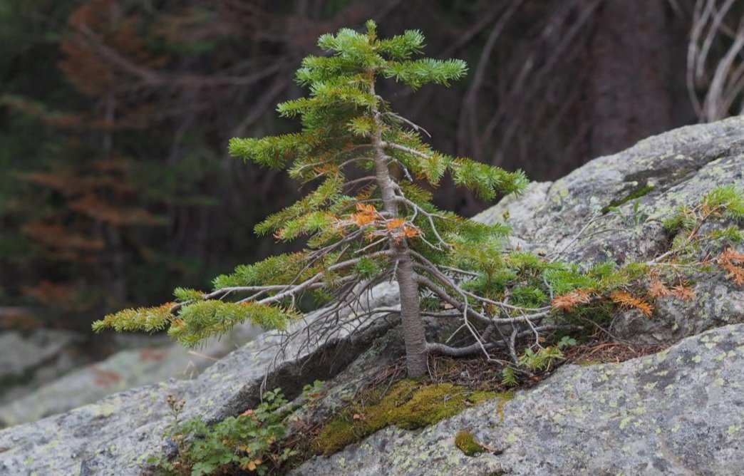 Isaac Dozier tweet media