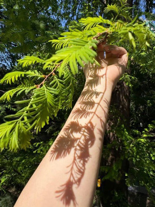 lunecrumbss's tweet image. the art of sun light ☀️