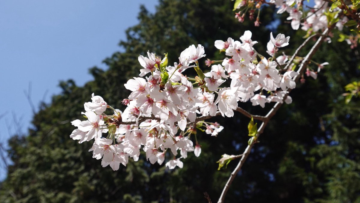 KGWanderVogel's tweet photo. 妙見山新歓登山無事終了いたしました！
お天気で桜も見ることができました🌸
ご参加いただいた皆さんありがとうございました♪

次回は4/18 須磨アルプスでお待ちしております✨🙌🏻

#関学 #ワンダーフォーゲル部 #関西学院大学 #春から関学 #新歓 #須磨アルプス https://t.co/RrXkr30RYn
