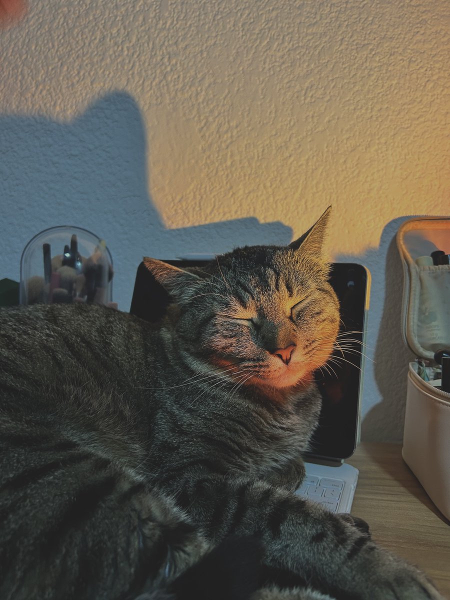 valehasbulla⭐️ tweet media