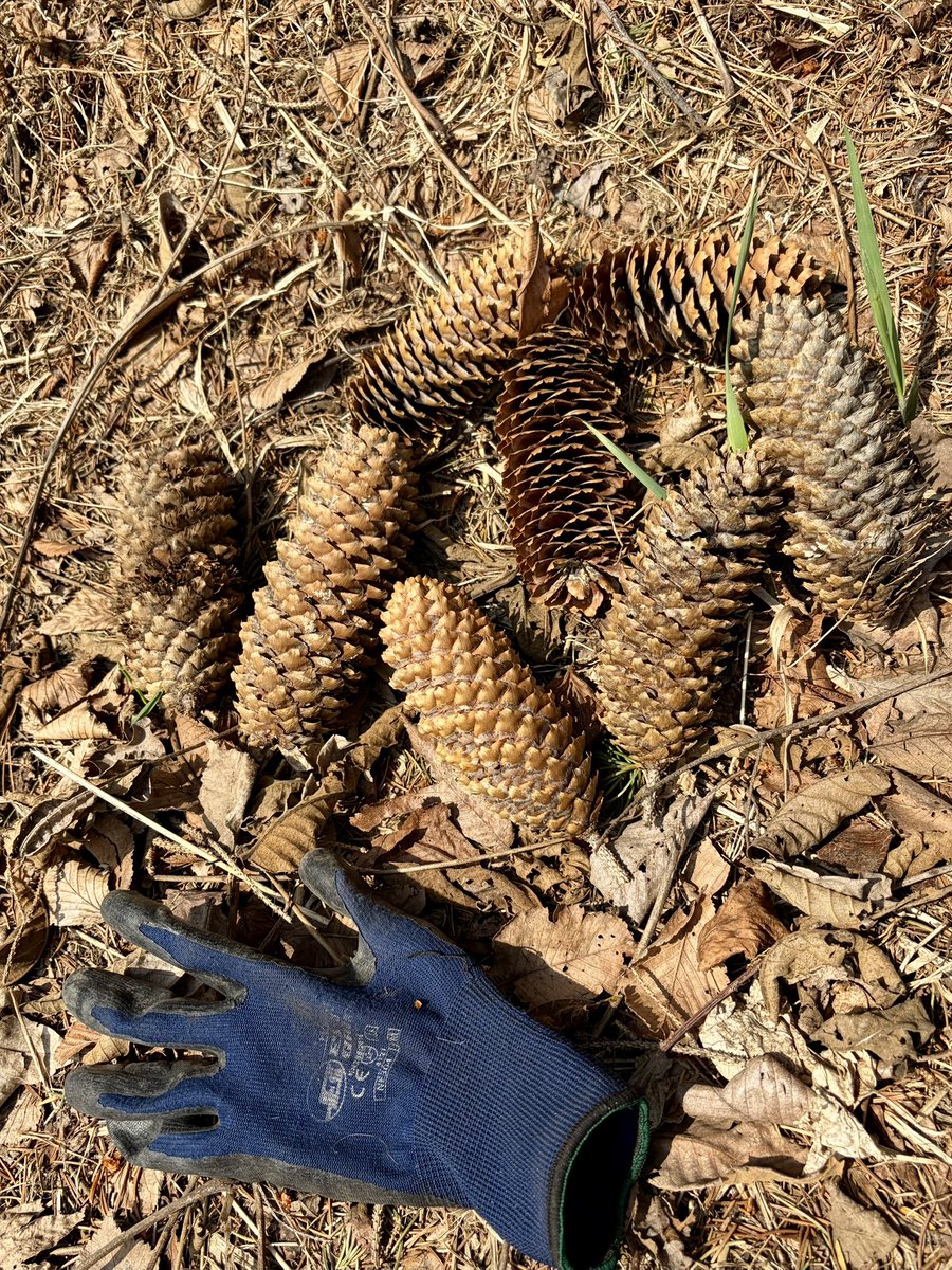 北見市 鳥(ﾁｮｳ)戦士 ミントリガー tweet media