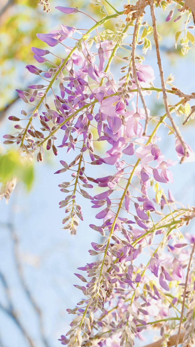 voiceofthecanal's tweet image. #Wisteria season is here, and it looks like #spring walked straight into an oil painting. 🎨💜🌸 Who else is ready to stand under these dreamy purple vines? #SpringVibes #flower #nature
©️哈哈哈
