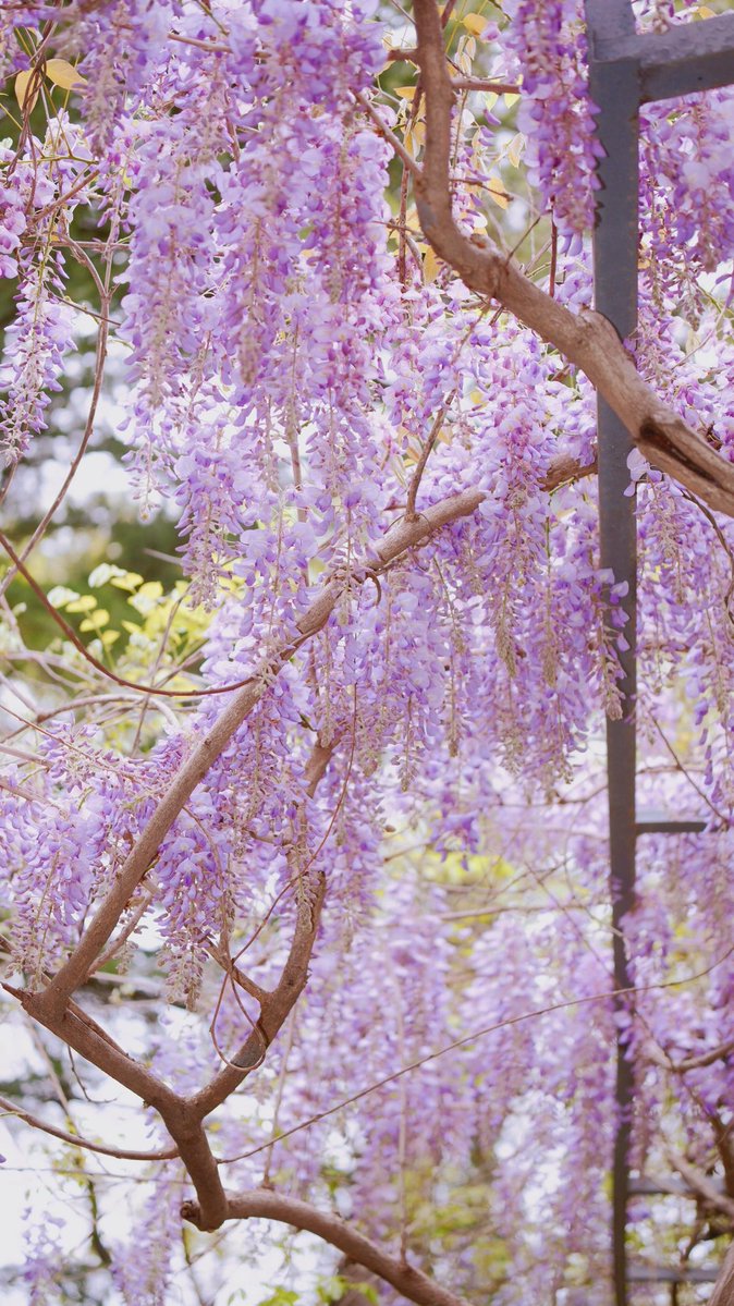 voiceofthecanal's tweet image. #Wisteria season is here, and it looks like #spring walked straight into an oil painting. 🎨💜🌸 Who else is ready to stand under these dreamy purple vines? #SpringVibes #flower #nature
©️哈哈哈