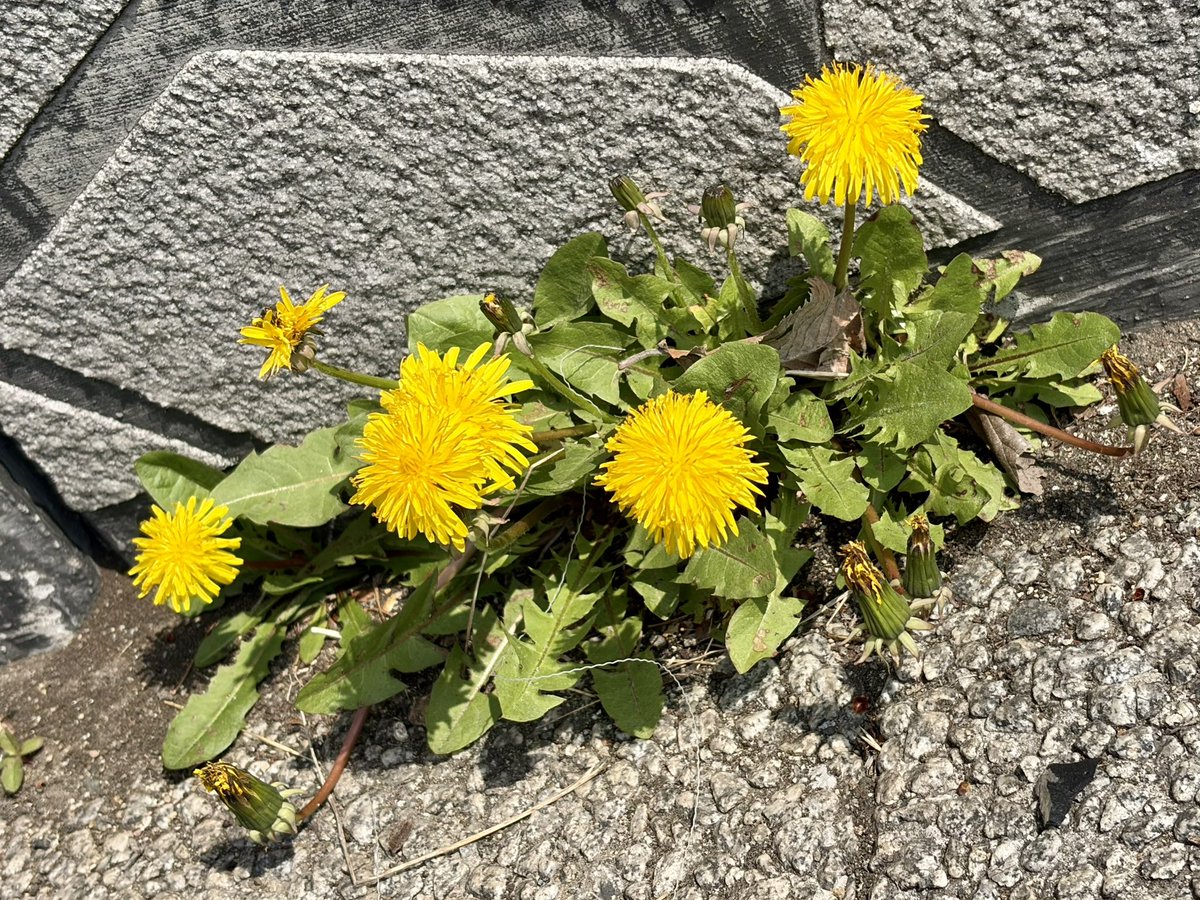 北見市 鳥(ﾁｮｳ)戦士 ミントリガー tweet media