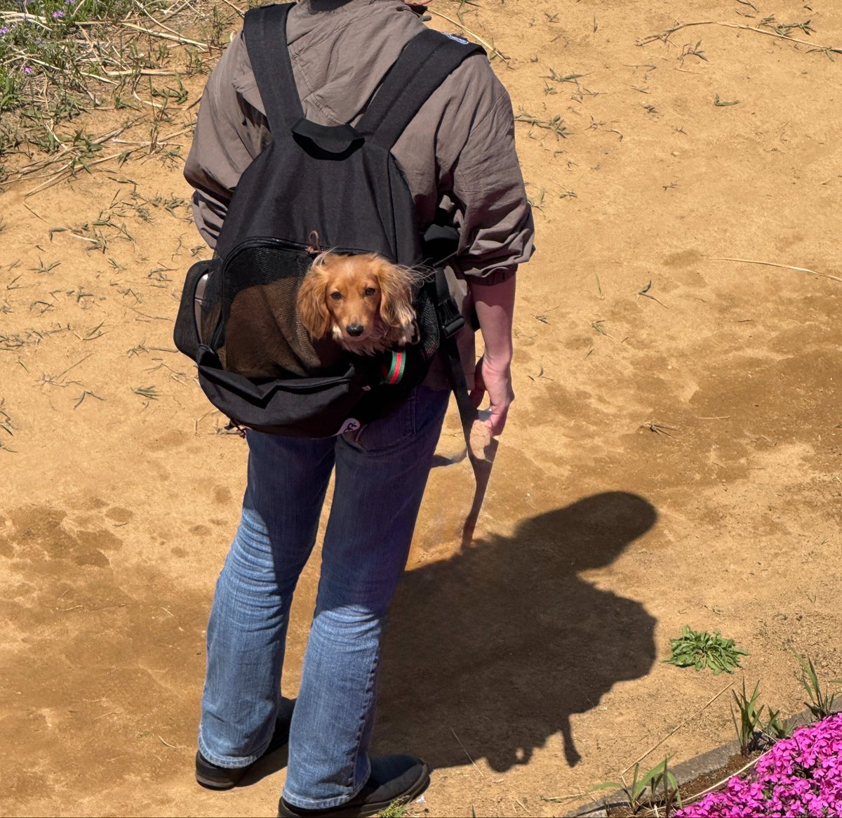 ウルベルシスターズ tweet media