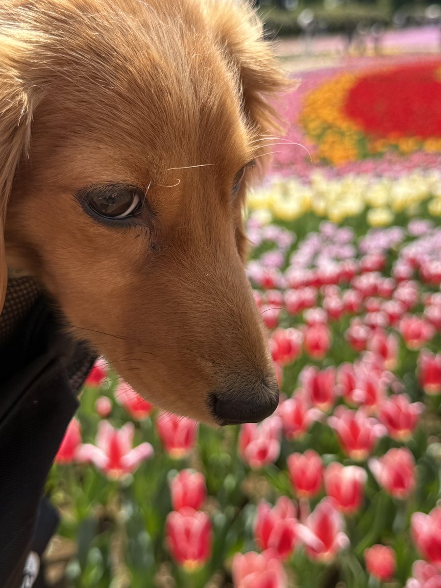 ウルベルシスターズ tweet media