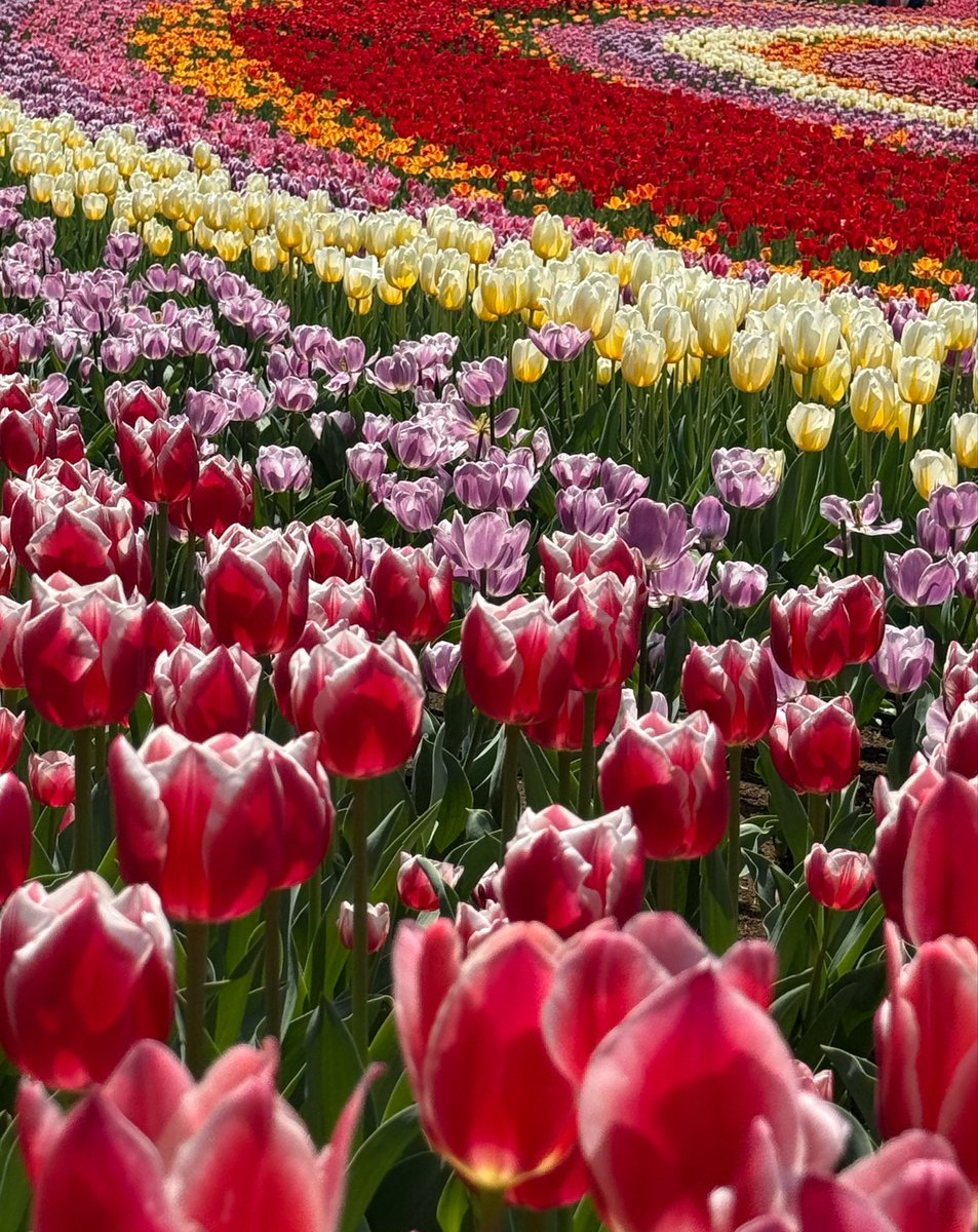 ウルベルシスターズ tweet media