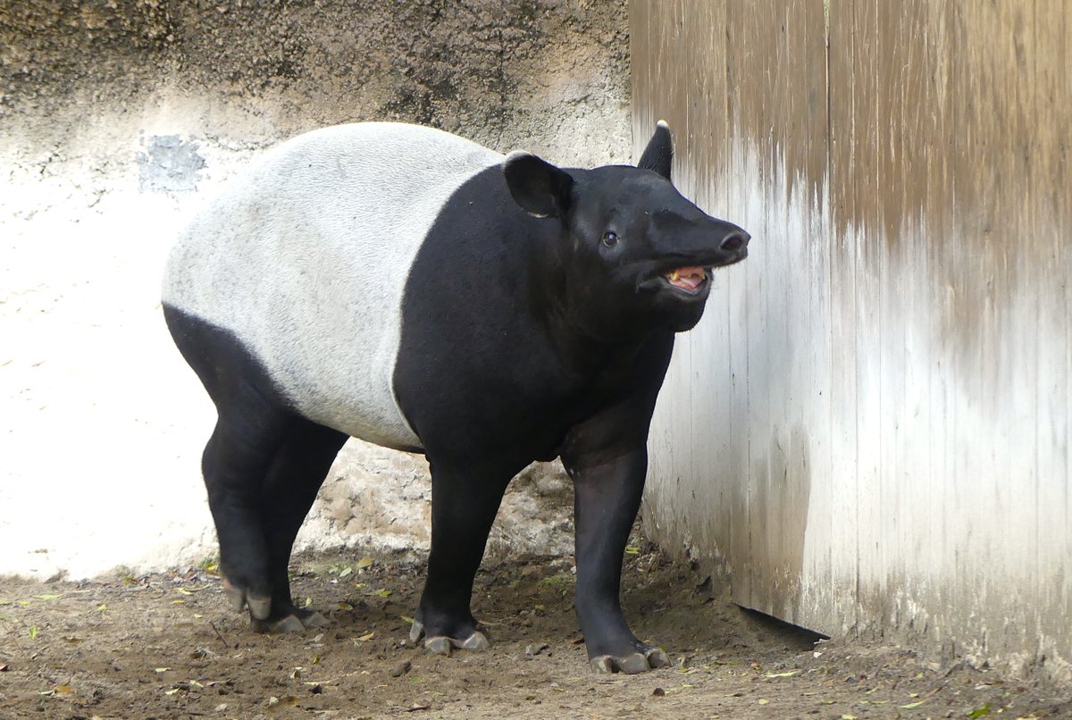 バク舎のさっちゃん tweet media