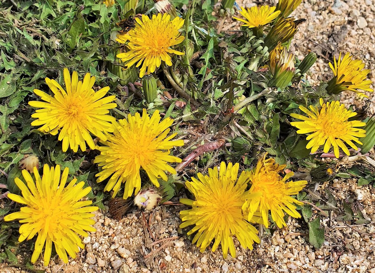 김진익(Enable KOREA) tweet media