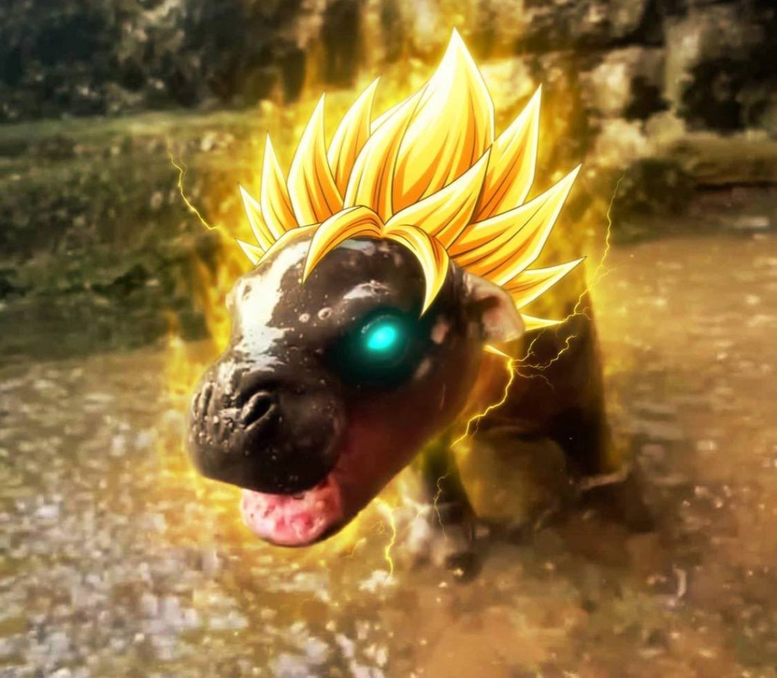 Cuccimane tweet media