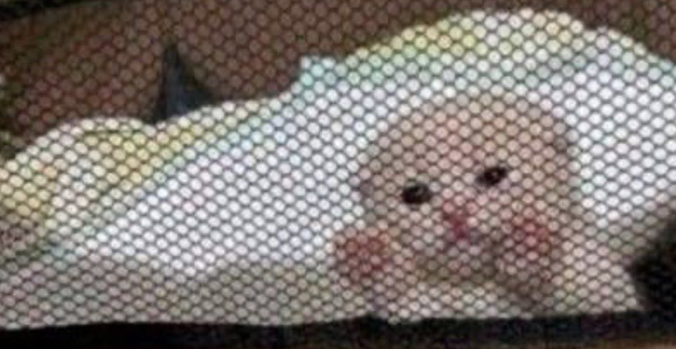 SI TUVIERA PlCHA LE PONDRÍA CARLOS DARWIN tweet media