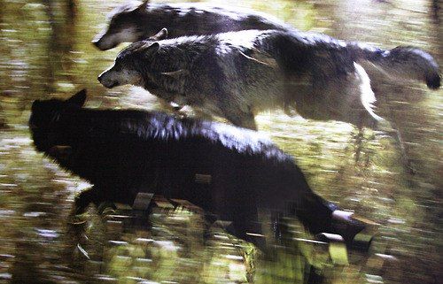 Frogmouth tweet media