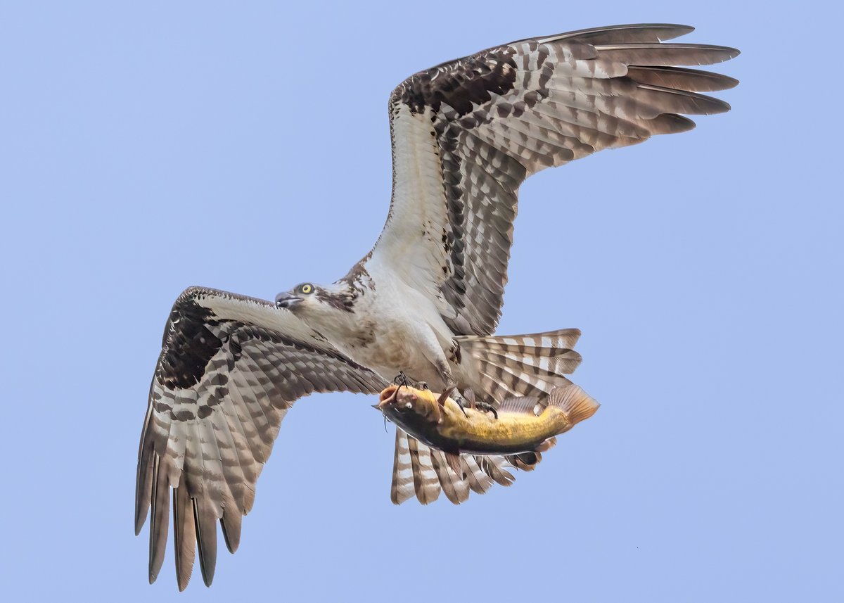 Vee Nabong tweet media