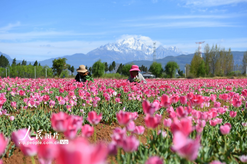 PDChinaLife's tweet image. Blooming tulips are being carefully tended by farmers at a modern flower industry park in Lijiang, southwest China’s Yunnan Province, creating delightful vistas against the distant mountains.