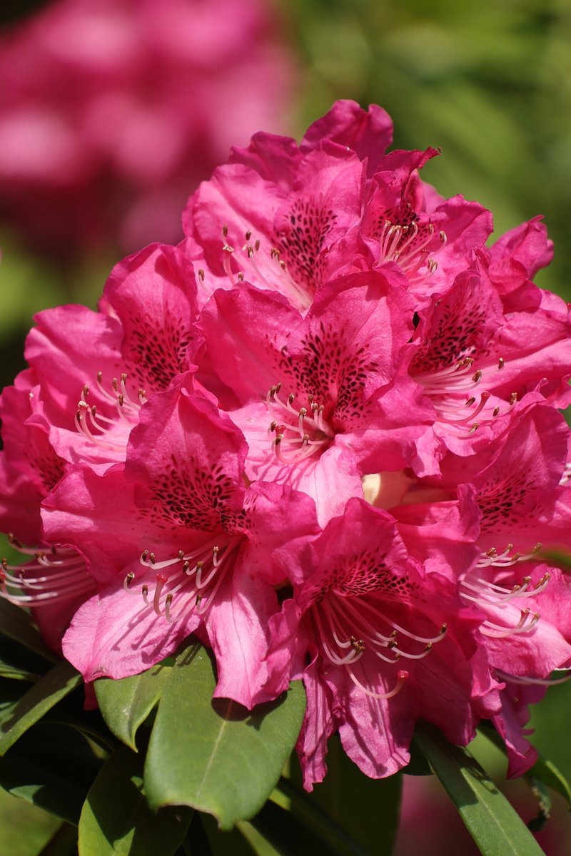 gontanokoneroku's tweet image. Rhododendron 🤗 

#Flowers #Rhododendron