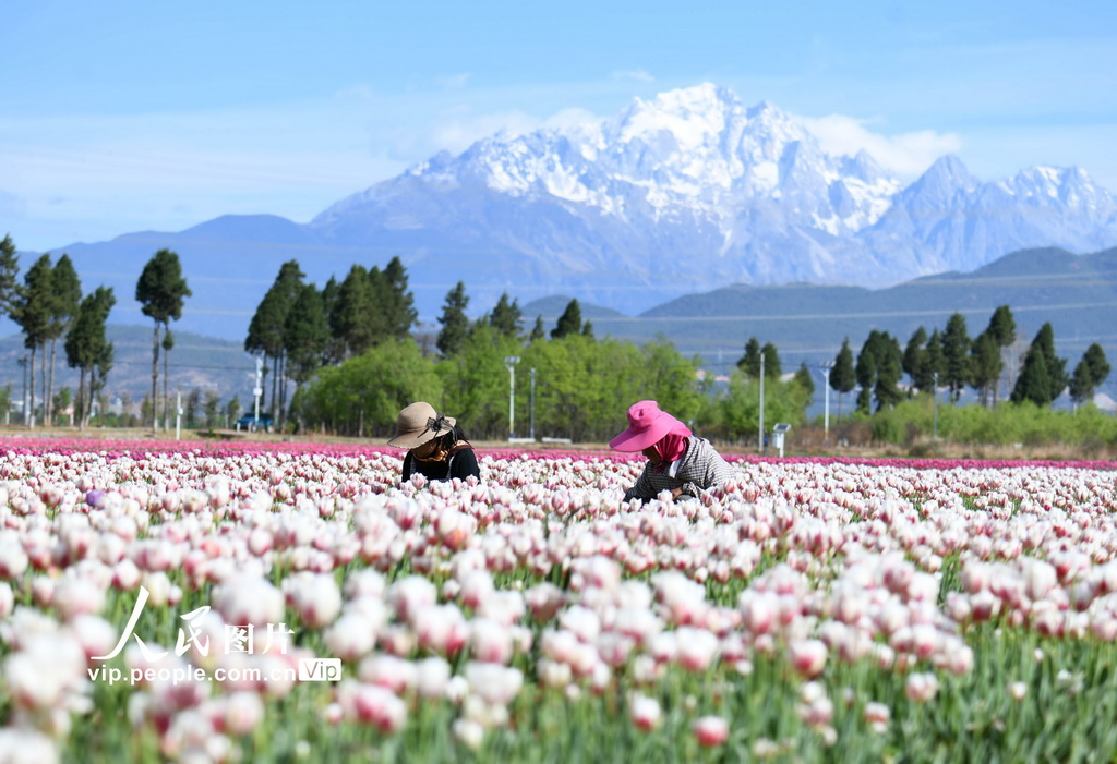 PDChinaLife's tweet image. Blooming tulips are being carefully tended by farmers at a modern flower industry park in Lijiang, southwest China’s Yunnan Province, creating delightful vistas against the distant mountains.